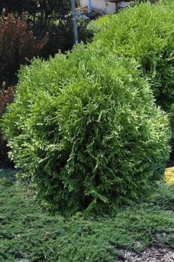 Tom Thumb Dwarf Globe Arborvitae - 1 Gallon Pot -Wilson Bros Gardens Plant Sales Store arborvitae thom thumb 11