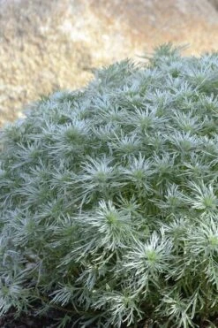 Silver Mound Artemisia - 1 Gallon Pot -Wilson Bros Gardens Plant Sales Store artemisia schmidtiana silver mound 4