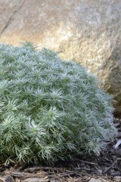 Silver Mound Artemisia - 1 Gallon Pot -Wilson Bros Gardens Plant Sales Store artemisia schmidtiana silver mound 5