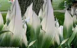 Snowcap Cast Iron Plant (Aspidistra Elatior 'Snowcap') - 3 Gallon Pot -Wilson Bros Gardens Plant Sales Store aspidistra elatior snow cap cast iron plant 2