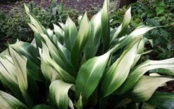 Snowcap Cast Iron Plant (Aspidistra Elatior 'Snowcap') - 3 Gallon Pot -Wilson Bros Gardens Plant Sales Store aspidistra elatior snow cap cast iron plant 3