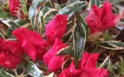 Arctic Rose Azalea - 3 Gallon Pot -Wilson Bros Gardens Plant Sales Store azalea arctic rose 4