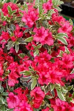 Arctic Rose Azalea - 3 Gallon Pot -Wilson Bros Gardens Plant Sales Store azalea arctic rose 5