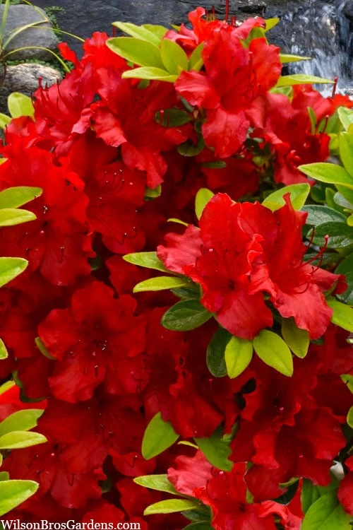 Buccaneer Red Azalea (Glenn Dale Hydrid) - 2 Gallon Pot 1 Buccaneer Red Azalea (Glenn Dale Hydrid) - 2 Gallon Pot