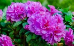 Autumn Majesty Encore Azalea - 3 Gallon Pot -Wilson Bros Gardens Plant Sales Store azalea encore autumn majesty 13