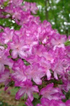 Fawn Azalea - 2 Gallon Pot -Wilson Bros Gardens Plant Sales Store azalea fawn 6