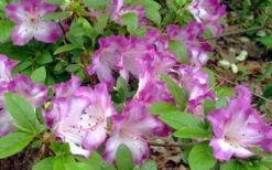 Fawn Azalea - 2 Gallon Pot -Wilson Bros Gardens Plant Sales Store azalea fawn 7