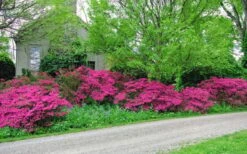 Gloria Deep Pink Sawada Azalea - 6 Pack Of 1 Gallon Pots -Wilson Bros Gardens Plant Sales Store azalea gloria deep pink sawada 2