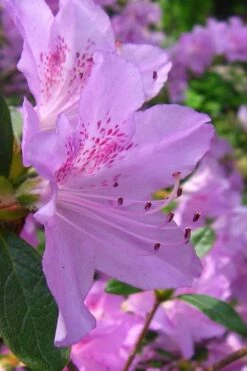 Gulf Pride Fragrant Southern Indica Azalea - 3 Gallon Pot -Wilson Bros Gardens Plant Sales Store azalea gulf pride 2 1