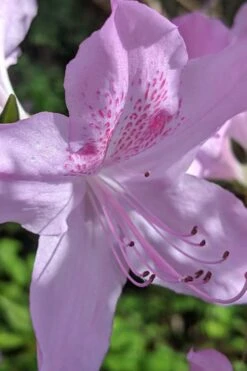 Gulf Pride Fragrant Southern Indica Azalea - 6 Pack Of 1 Gallon Pots -Wilson Bros Gardens Plant Sales Store azalea gulf pride 5