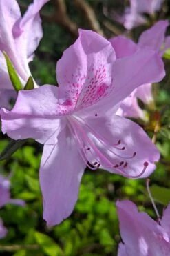 Gulf Pride Fragrant Southern Indica Azalea - 3 Gallon Pot -Wilson Bros Gardens Plant Sales Store azalea gulf pride 7 1