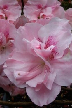 Nancy Of Robin Hill Azalea - 2 Gallon Pot 8 Nancy Of Robin Hill Azalea - 2 Gallon Pot -Wilson Bros Gardens Plant Sales Store azalea nancy at robin hill 1