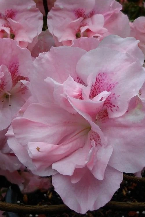 Nancy Of Robin Hill Azalea - 2 Gallon Pot 4 Nancy Of Robin Hill Azalea - 2 Gallon Pot - Image 4