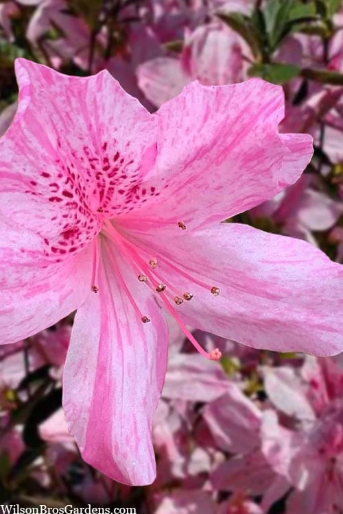 Northlake Beauty Azalea - 3 Gallon Pot 1 Northlake Beauty Azalea - 3 Gallon Pot