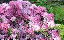 Northlake Beauty Azalea - 3 Gallon Pot 7 Northlake Beauty Azalea - 3 Gallon Pot -Wilson Bros Gardens Plant Sales Store azalea northlake beauty 13