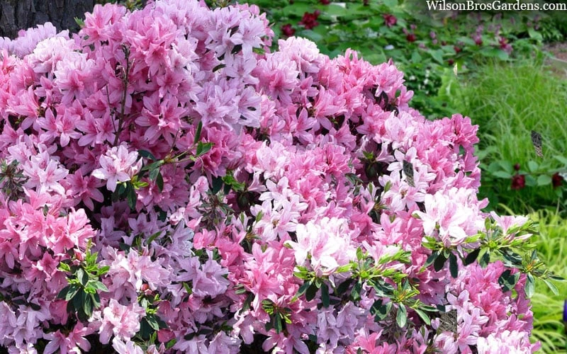 Northlake Beauty Azalea - 3 Gallon Pot 4 Northlake Beauty Azalea - 3 Gallon Pot - Image 4