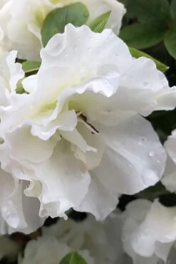 Perfecto Mundo Double White Reblooming Azalea - 3 Gallon Pot -Wilson Bros Gardens Plant Sales Store azalea perfecto mondo double white 1