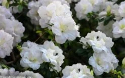 Perfecto Mundo Double White Reblooming Azalea - 3 Gallon Pot -Wilson Bros Gardens Plant Sales Store azalea perfecto mondo double white 2