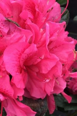 Perfecto Mundo Double Dark Pink Reblooming Azalea - 2 Gallon Pot -Wilson Bros Gardens Plant Sales Store azalea perfecto mundo double dark pink 1