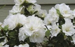 Perfecto Mundo Double White Reblooming Azalea - 3 Gallon Pot -Wilson Bros Gardens Plant Sales Store azalea perfecto mundo double white 9