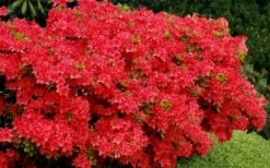 Stewartstonian Azalea - 1 Gallon Pot -Wilson Bros Gardens Plant Sales Store azalea stewartstonian 3