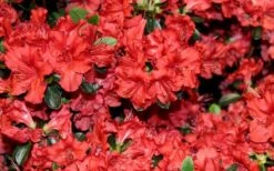 Stewartstonian Azalea - 1 Gallon Pot -Wilson Bros Gardens Plant Sales Store azalea stewartstonian 4
