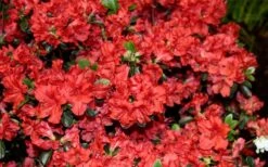 Stewartstonian Azalea - 1 Gallon Pot -Wilson Bros Gardens Plant Sales Store azalea stewartstonian 6
