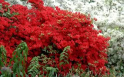 Stewartstonian Azalea - 1 Gallon Pot -Wilson Bros Gardens Plant Sales Store azalea stewartstonian 7
