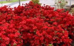 Stewartstonian Azalea - 1 Gallon Pot -Wilson Bros Gardens Plant Sales Store azalea stewartstonian 8