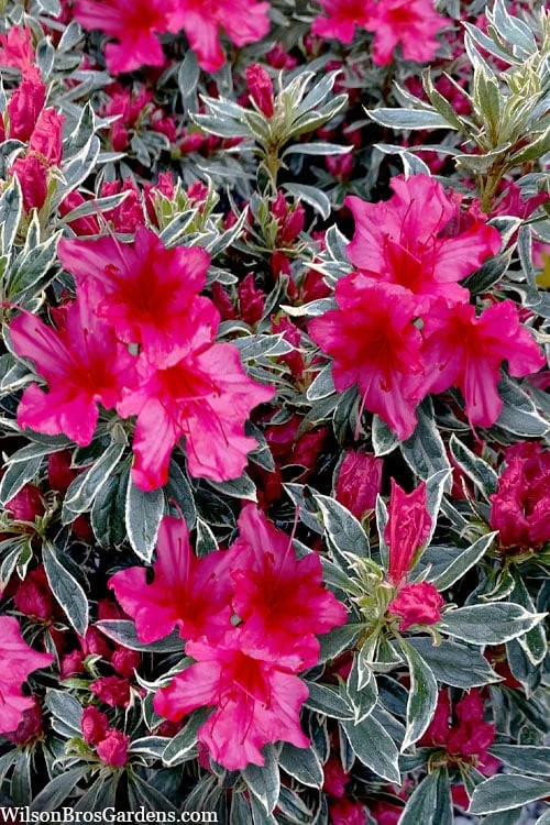The Robe Azalea - 3 Gallon Pot 4 The Robe Azalea - 3 Gallon Pot - Image 4