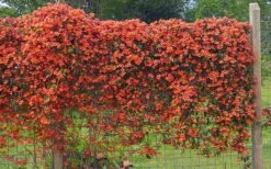 Tangerine Beauty Crossvine Bignonia - 1 Gallon Pot 19 Tangerine Beauty Crossvine Bignonia - 1 Gallon Pot -Wilson Bros Gardens Plant Sales Store bignonia capreolata tangerine beauty crossvine 101