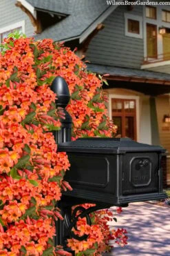 Tangerine Beauty Crossvine Bignonia - 1 Gallon Pot 18 Tangerine Beauty Crossvine Bignonia - 1 Gallon Pot -Wilson Bros Gardens Plant Sales Store bignonia capreolata tangerine beauty crossvine 105