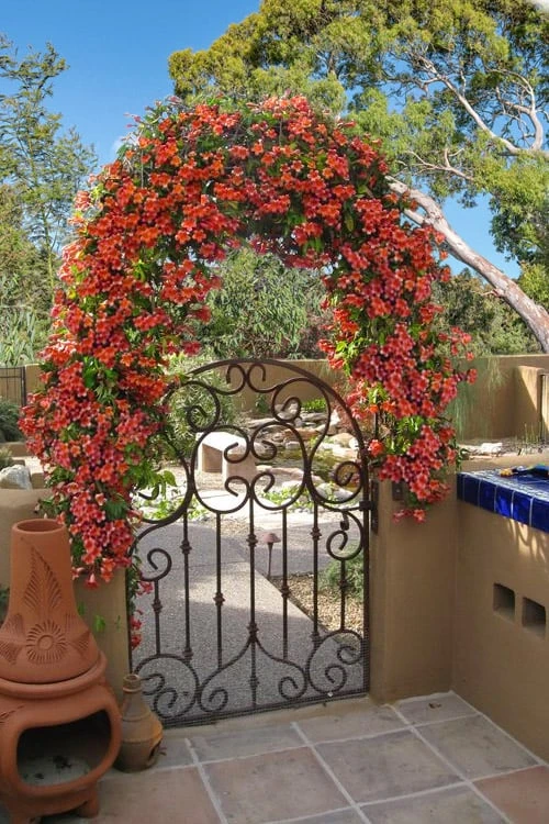 Tangerine Beauty Crossvine Bignonia - 1 Gallon Pot 5 Tangerine Beauty Crossvine Bignonia - 1 Gallon Pot - Image 5