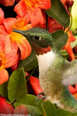 Tangerine Beauty Crossvine Bignonia - 1 Gallon Pot 15 Tangerine Beauty Crossvine Bignonia - 1 Gallon Pot -Wilson Bros Gardens Plant Sales Store bignonia capreolata tangerine beauty crossvine 111