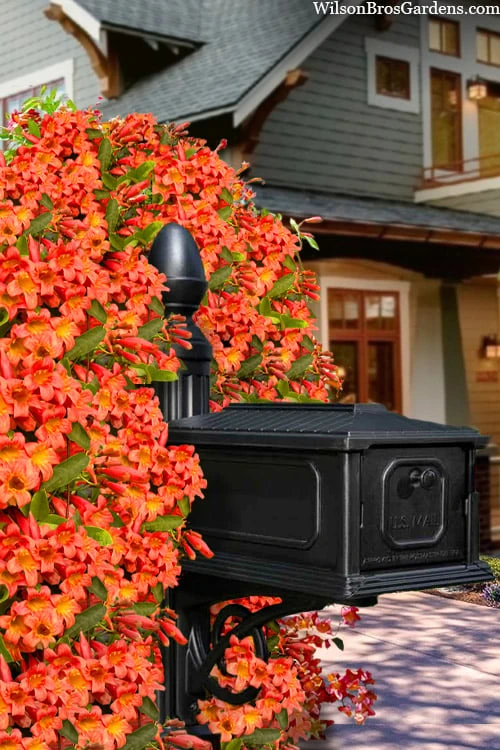 Tangerine Beauty Crossvine Bignonia - 1 Gallon Pot 1 Tangerine Beauty Crossvine Bignonia - 1 Gallon Pot