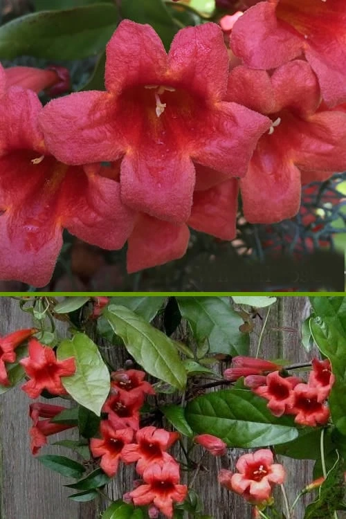 Shalimar Red Crossvine - Bignonia Capreolata - 6 Pack Of 1 Gallon Pots 6 Shalimar Red Crossvine - Bignonia Capreolata - 6 Pack Of 1 Gallon Pots - Image 6