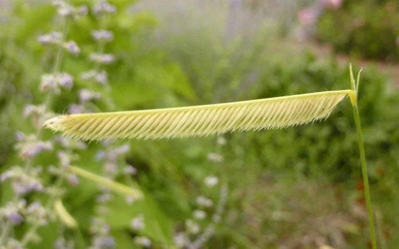Blonde Ambition Blue Grama Grass (Bouteloua Gracilis) - 1 Gallon Pot 8 Blonde Ambition Blue Grama Grass (Bouteloua Gracilis) - 1 Gallon Pot - Image 8