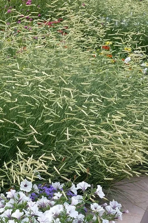 Blonde Ambition Blue Grama Grass (Bouteloua Gracilis) - 1 Gallon Pot 1 Blonde Ambition Blue Grama Grass (Bouteloua Gracilis) - 1 Gallon Pot