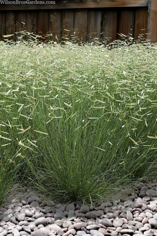 Blonde Ambition Blue Grama Grass (Bouteloua Gracilis) - 1 Gallon Pot 5 Blonde Ambition Blue Grama Grass (Bouteloua Gracilis) - 1 Gallon Pot - Image 5