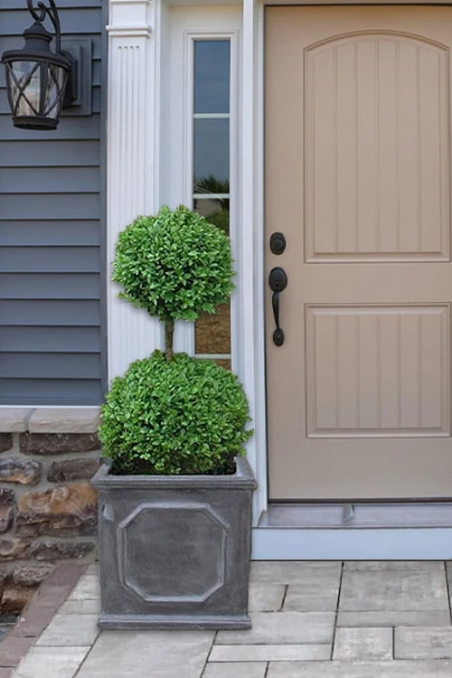 Common Boxwood 2-Ball Poodle Tier Topiary (Buxus Sempervirens) - 3 Gallon Pot (Short) 1 Common Boxwood 2-Ball Poodle Tier Topiary (Buxus Sempervirens) - 3 Gallon Pot (Short)