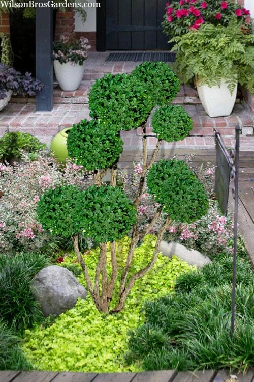 Green Mountain Boxwood Pom Pom Topiary - 7 Gallon Pot 1 Green Mountain Boxwood Pom Pom Topiary - 7 Gallon Pot