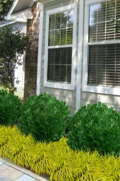 Richard Boxwood (Buxus Harlandii) - 3 Gallon Pot 10 Richard Boxwood (Buxus Harlandii) - 3 Gallon Pot -Wilson Bros Gardens Plant Sales Store buxus harlandii richard dwarf boxwood 5