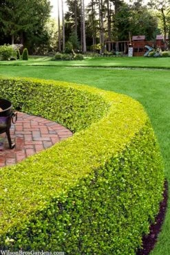 Golden Triumph Variegated Dwarf Boxwood - 3 Gallon Pot -Wilson Bros Gardens Plant Sales Store buxus microphylla golden triumph boxwood hedge 2