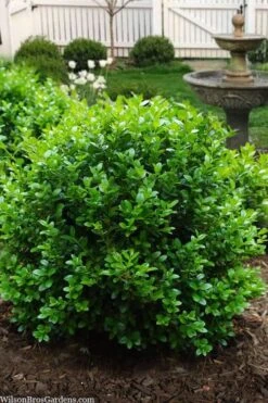 Little Missy Dwarf Boxwood - 6 Pack Of 1 Gallon Pots