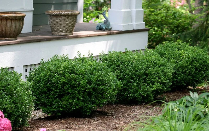 Little Missy Dwarf Boxwood - 1 Gallon Pot 5 Little Missy Dwarf Boxwood - 1 Gallon Pot - Image 5