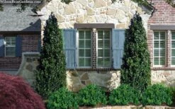 Arctic Emerald Columnar Boxwood - 1 Gallon Pot 10 Arctic Emerald Columnar Boxwood - 1 Gallon Pot -Wilson Bros Gardens Plant Sales Store buxus sempervirens arctic emerald boxwood 103 1