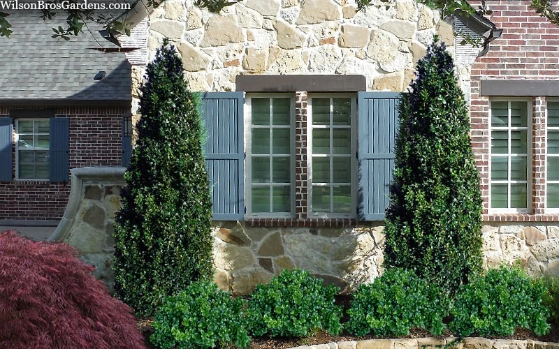 Arctic Emerald Columnar Boxwood - 1 Gallon Pot 4 Arctic Emerald Columnar Boxwood - 1 Gallon Pot - Image 4