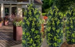 Arctic Emerald Columnar Boxwood - 6 Pack Of 1 Gallon Pots -Wilson Bros Gardens Plant Sales Store buxus sempervirens arctic emerald boxwood 105