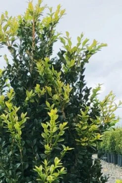 Arctic Emerald Columnar Boxwood - 1 Gallon Pot 12 Arctic Emerald Columnar Boxwood - 1 Gallon Pot -Wilson Bros Gardens Plant Sales Store buxus sempervirens arctic emerald boxwood 12 1