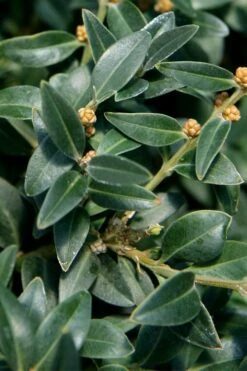 Arctic Emerald Columnar Boxwood - 1 Gallon Pot 13 Arctic Emerald Columnar Boxwood - 1 Gallon Pot -Wilson Bros Gardens Plant Sales Store buxus sempervirens arctic emerald boxwood 16 1